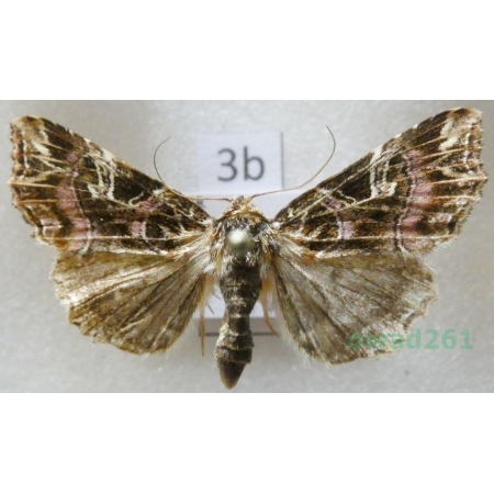 Callopistria juventina (Stoll, 1782) Czech3b